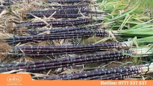 đại lý mía cây bỏ sỉ mía toàn quốc