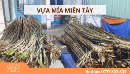Vựa mía miền tây - Nơi cung cấp mía giá sỉ tốt nhất