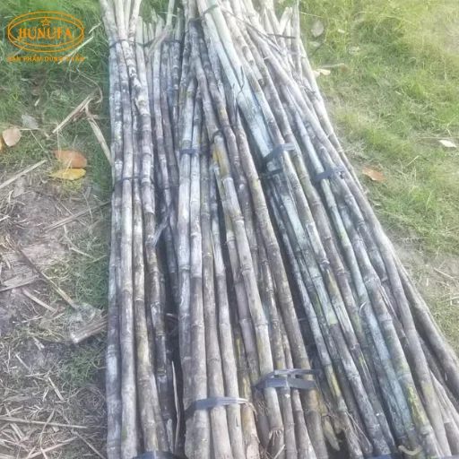 Vựa mía Đà Nẵng