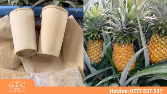 Độc lạ ly giấy phủ màng từ lá khóm: Bước đột phá mới cho sản phẩm dùng 1 lần