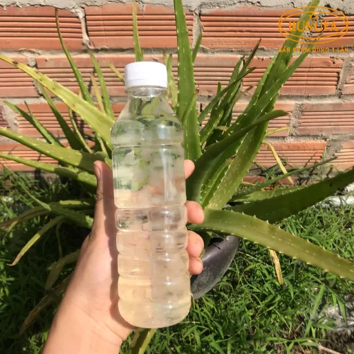 Bí quyết kinh doanh nước nha đam tại nhà, vốn nhỏ, lời đều mỗi ngày