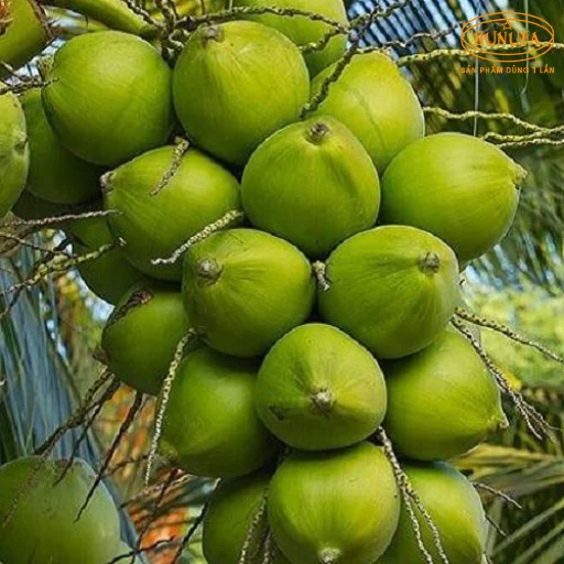 1 thiên dừa có bao nhiêu trái
