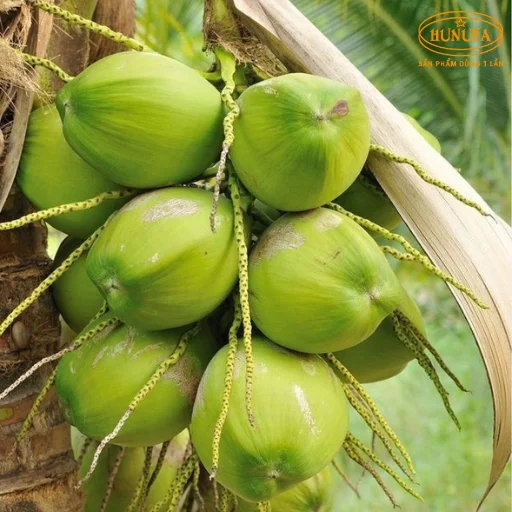 1 thiên dừa bao nhiêu trái
