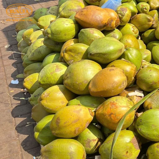 1 trái dừa có bao nhiêu ml