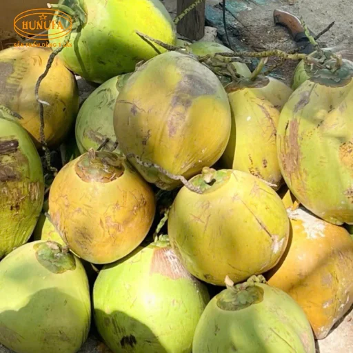 1 trái dừa có bao nhiêu ml