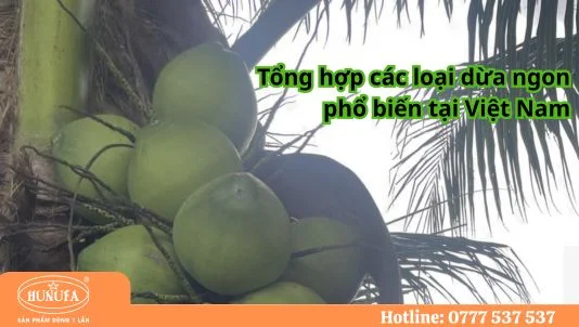 các giống dừa ở Việt Nam