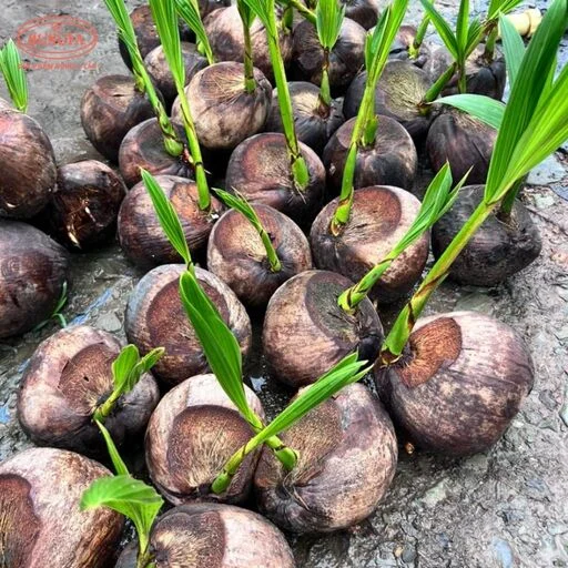 các loại dừa ở việt nam