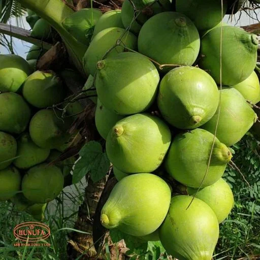 các loại dừa ở việt nam