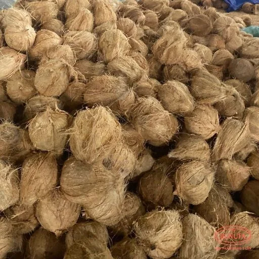 các loại dừa ở việt nam