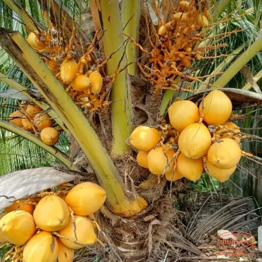 các loại dừa ở việt nam