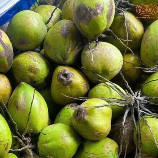 các loại dừa ở việt nam
