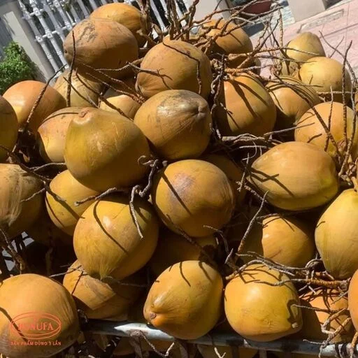 các loại dừa ở việt nam