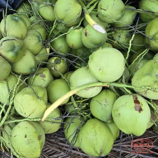 các giống dừa ở việt nam
