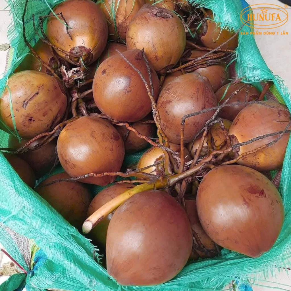 dừa lửa là dừa gì