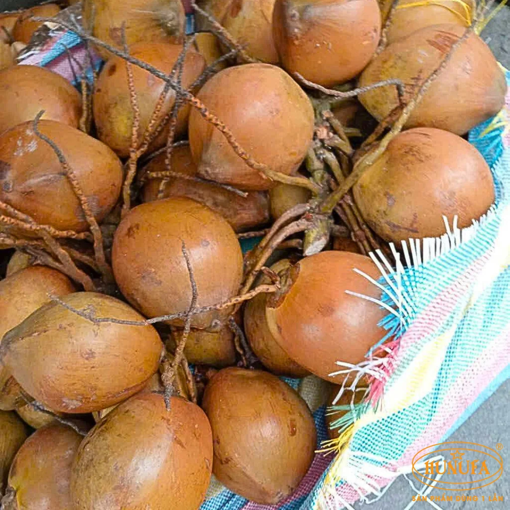 dừa lửa là dừa gì