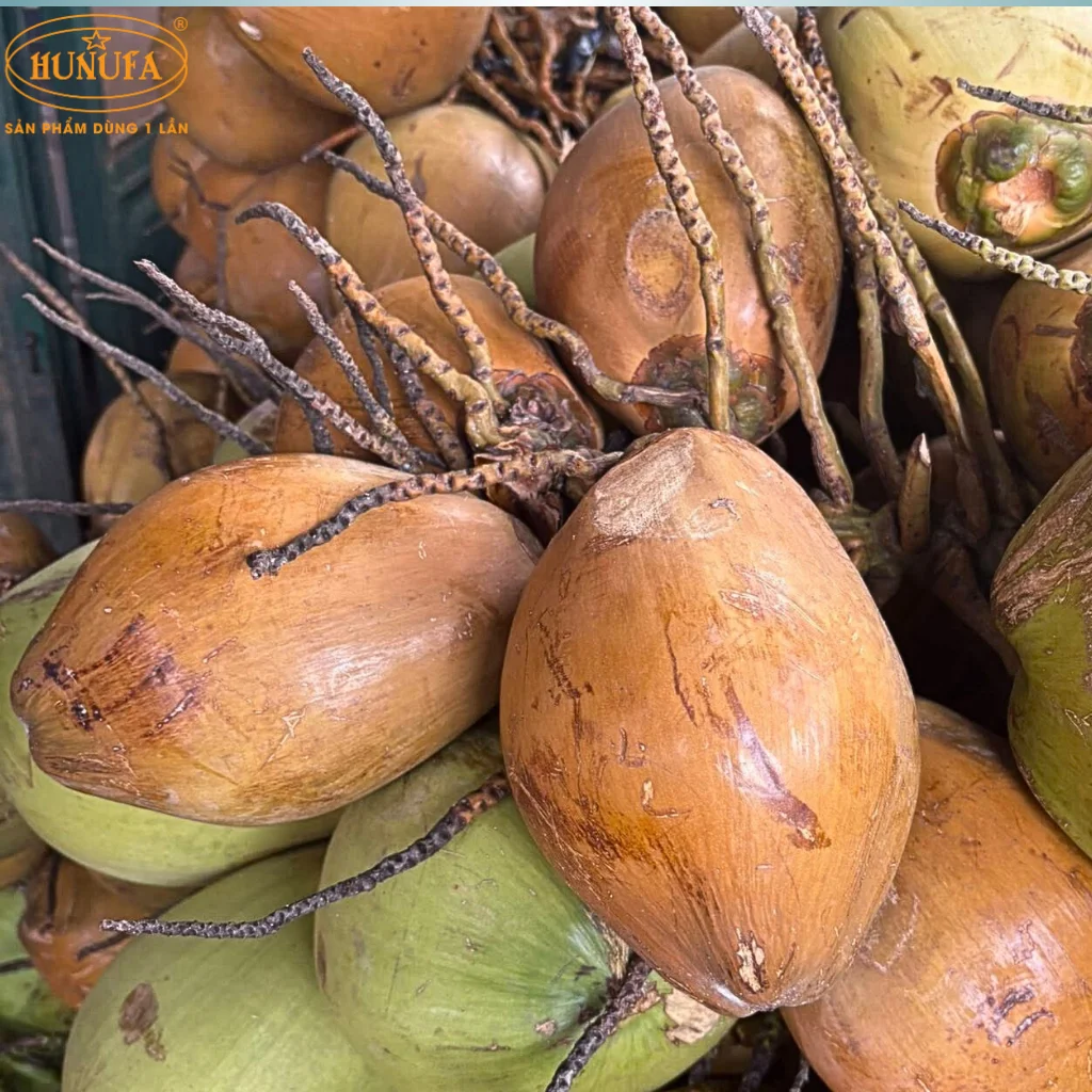 dừa lửa là dừa gì