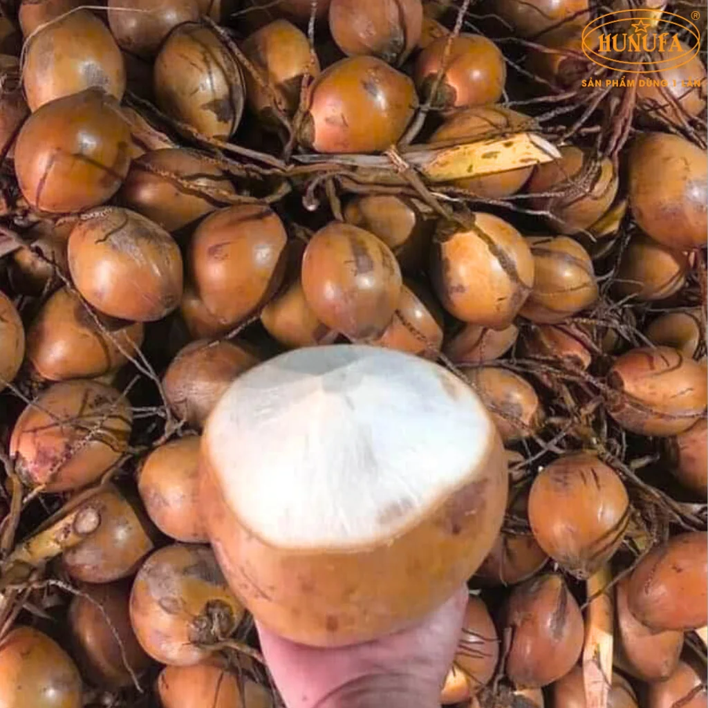 dừa lửa là dừa gì