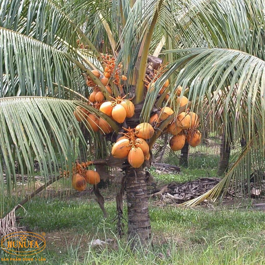 dừa lửa là dừa gì