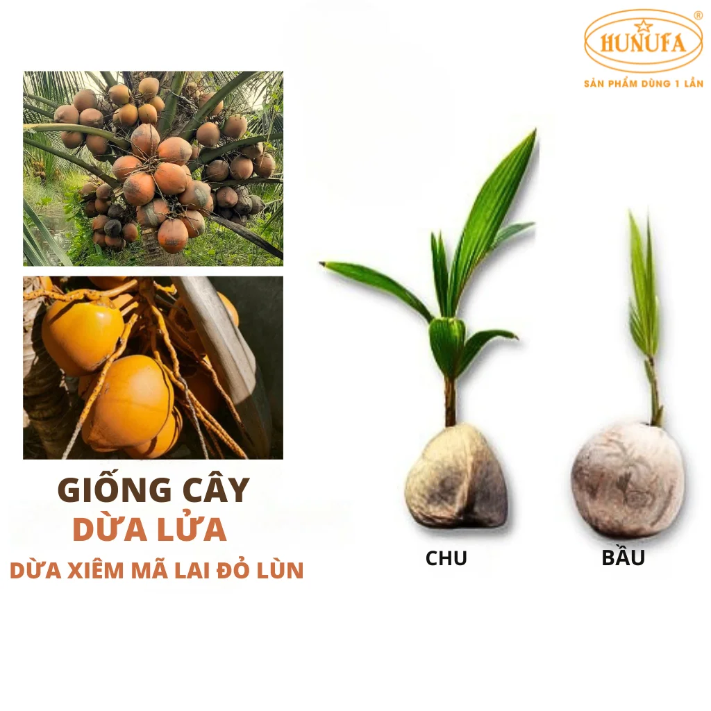 dừa lửa là dừa gì