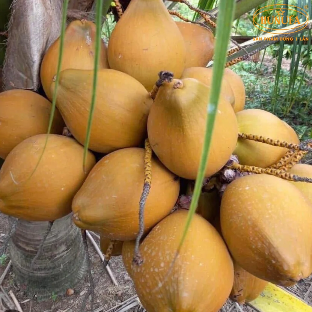 dừa lửa là dừa gì