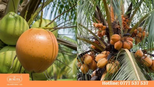 Dừa lửa là dừa gì? Tìm hiểu giống dừa xiêm đỏ siêu ngọt, siêu sai trái