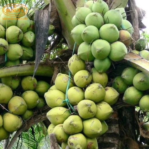 dừa xiêm giá sỉ ở TPHCM