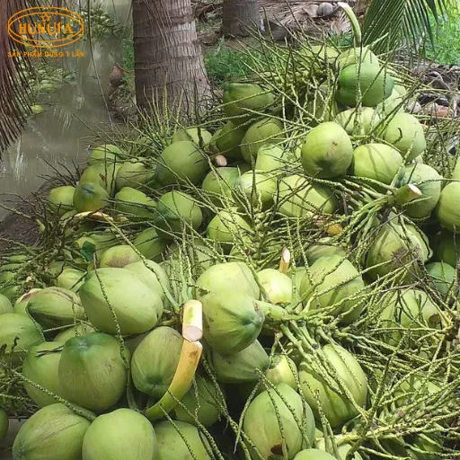 dừa xiêm giá sỉ ở TPHCM
