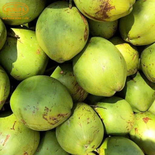 dừa xiêm giá sỉ ở TPHCM