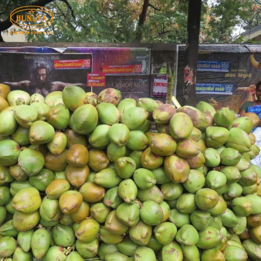 dừa xiêm giá sỉ ở TPHCM