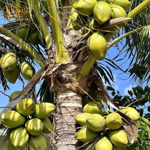 dừa xiêm giá sỉ ở TPHCM