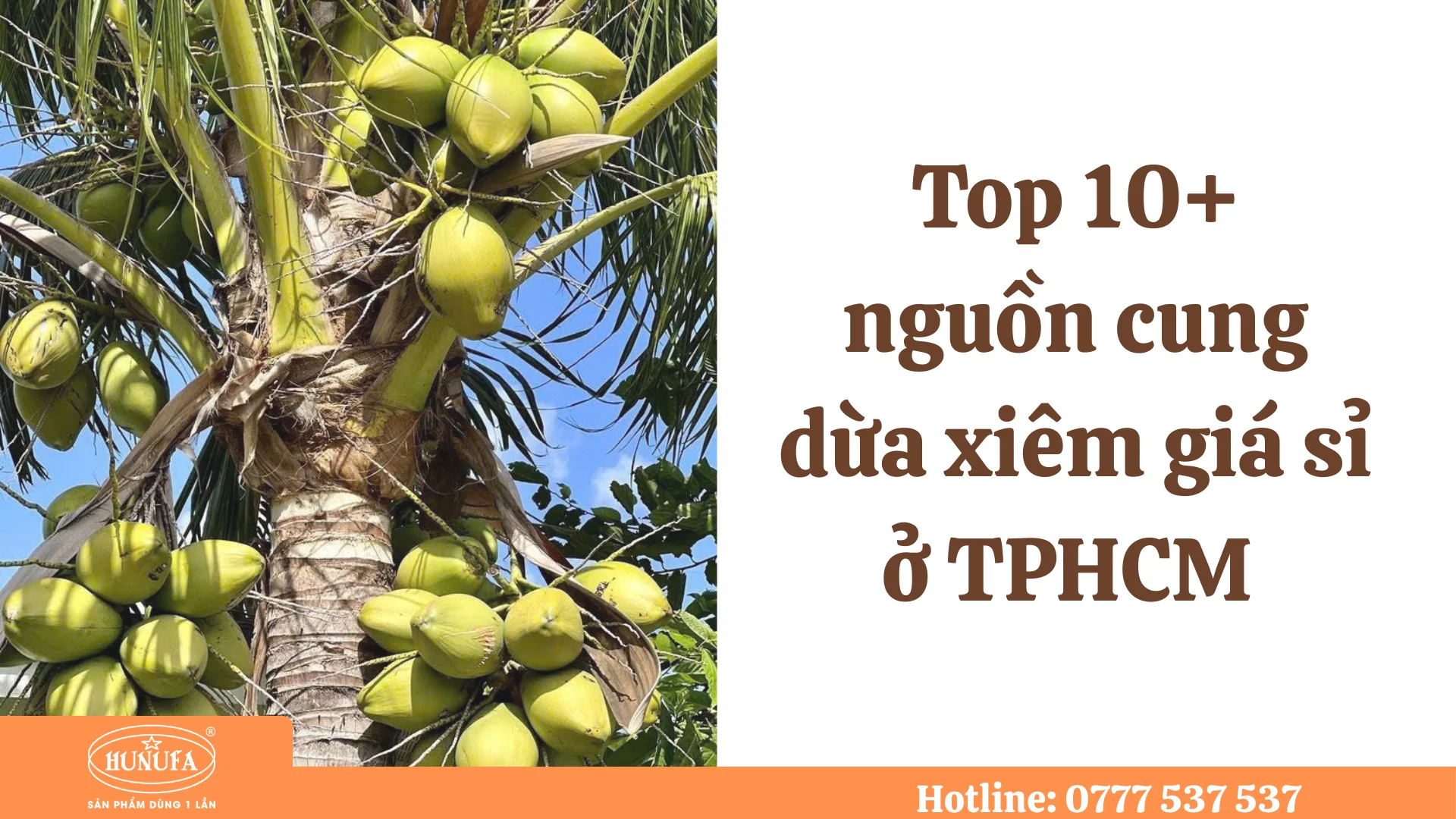 dừa xiêm giá sỉ ở TPHCM