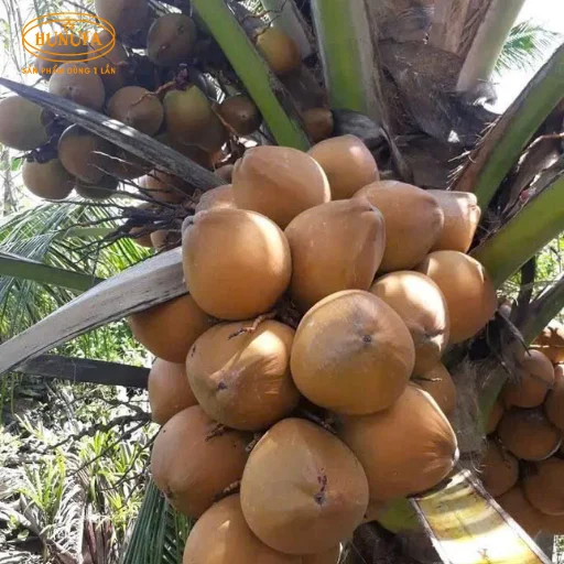 dừa xiêm giá sỉ ở TPHCM