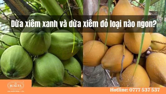 Dừa xiêm xanh và dừa xiêm đỏ loại nào ngon? So sánh chi tiết từ A–Z