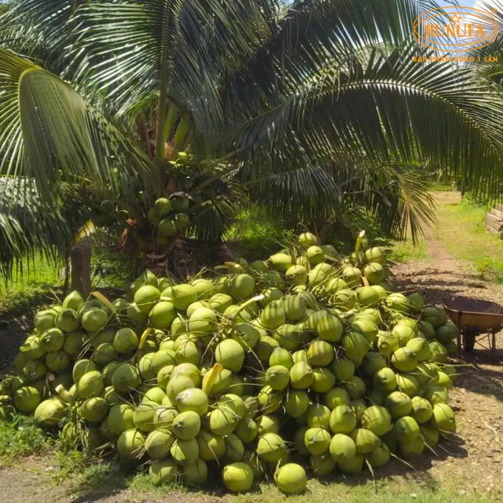 giá dừa xiêm bến tre