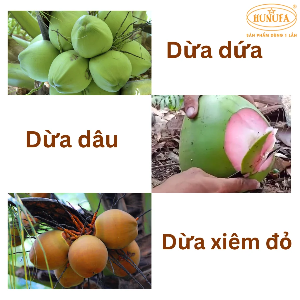 giá dừa xiêm bến tre