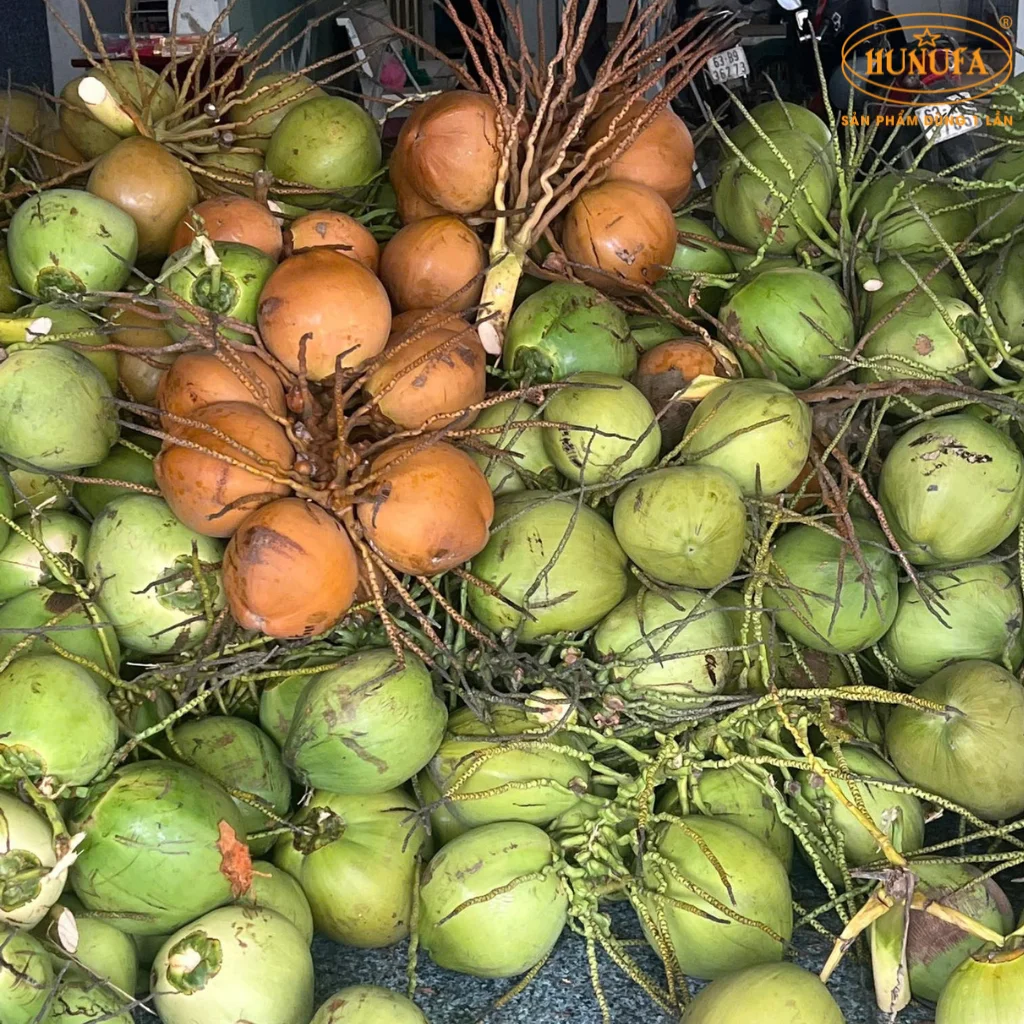 giá dừa xiêm bến tre