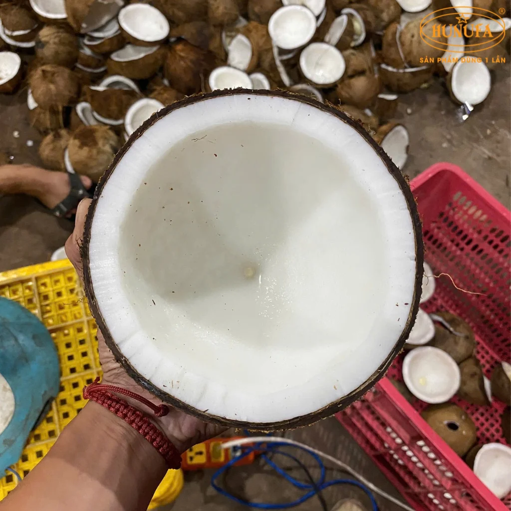 giá dừa xiêm bến tre