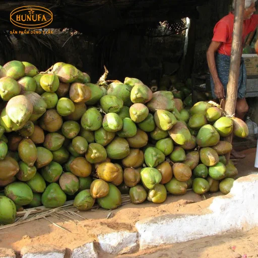 mua dừa xiêm giá sỉ ở hà nội