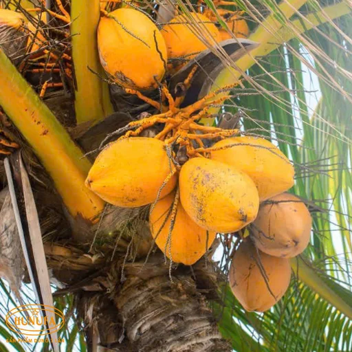 mua dừa xiêm giá sỉ ở hà nội