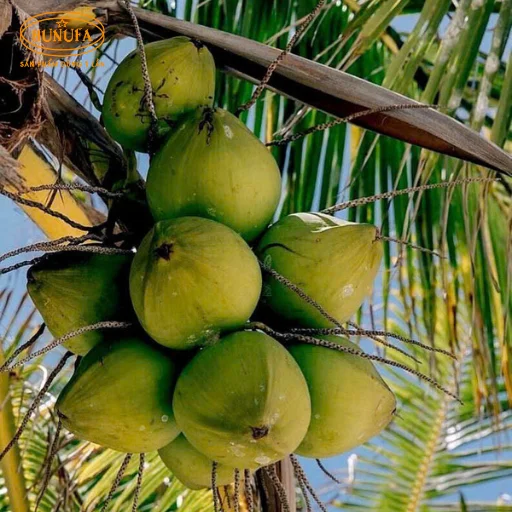 mua dừa xiêm giá sỉ ở hà nội