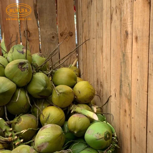 mua dừa xiêm giá sỉ ở hà nội