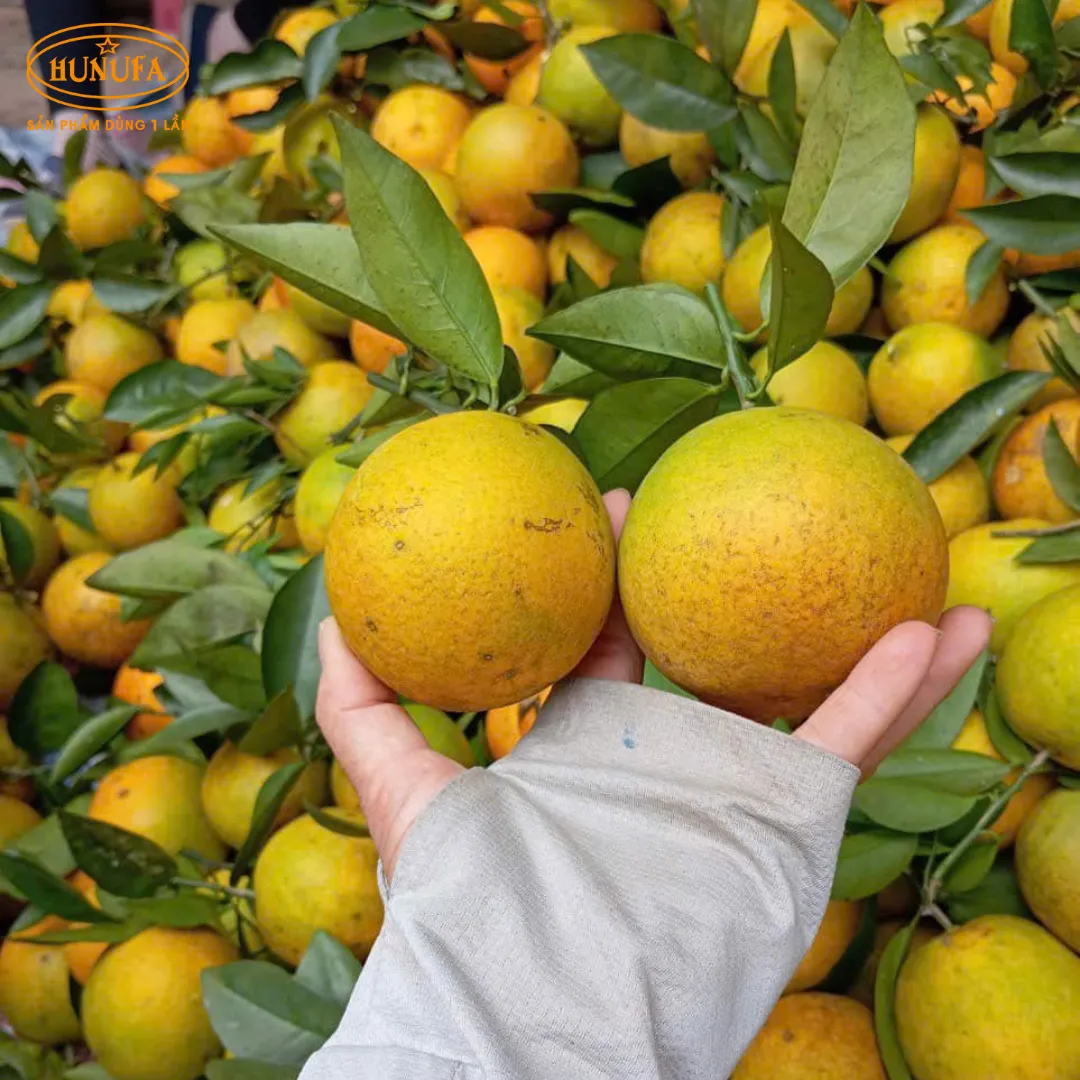 Vựa cam tươi ngon, cung cấp cam sỉ và lẻ, giá rẻ, đảm bảo chất lượng