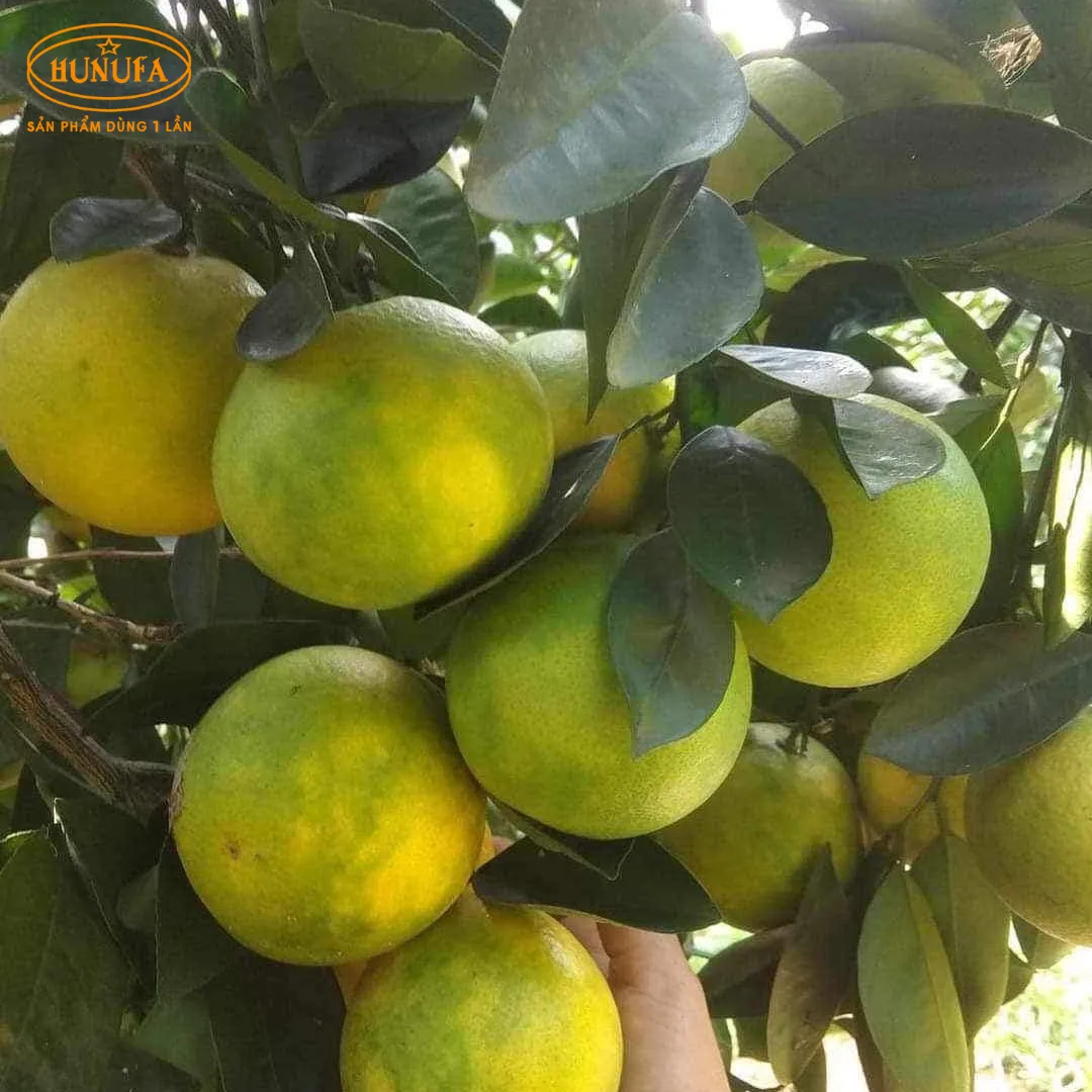 Vựa cam tươi ngon, cung cấp cam sỉ và lẻ, giá rẻ, đảm bảo chất lượng