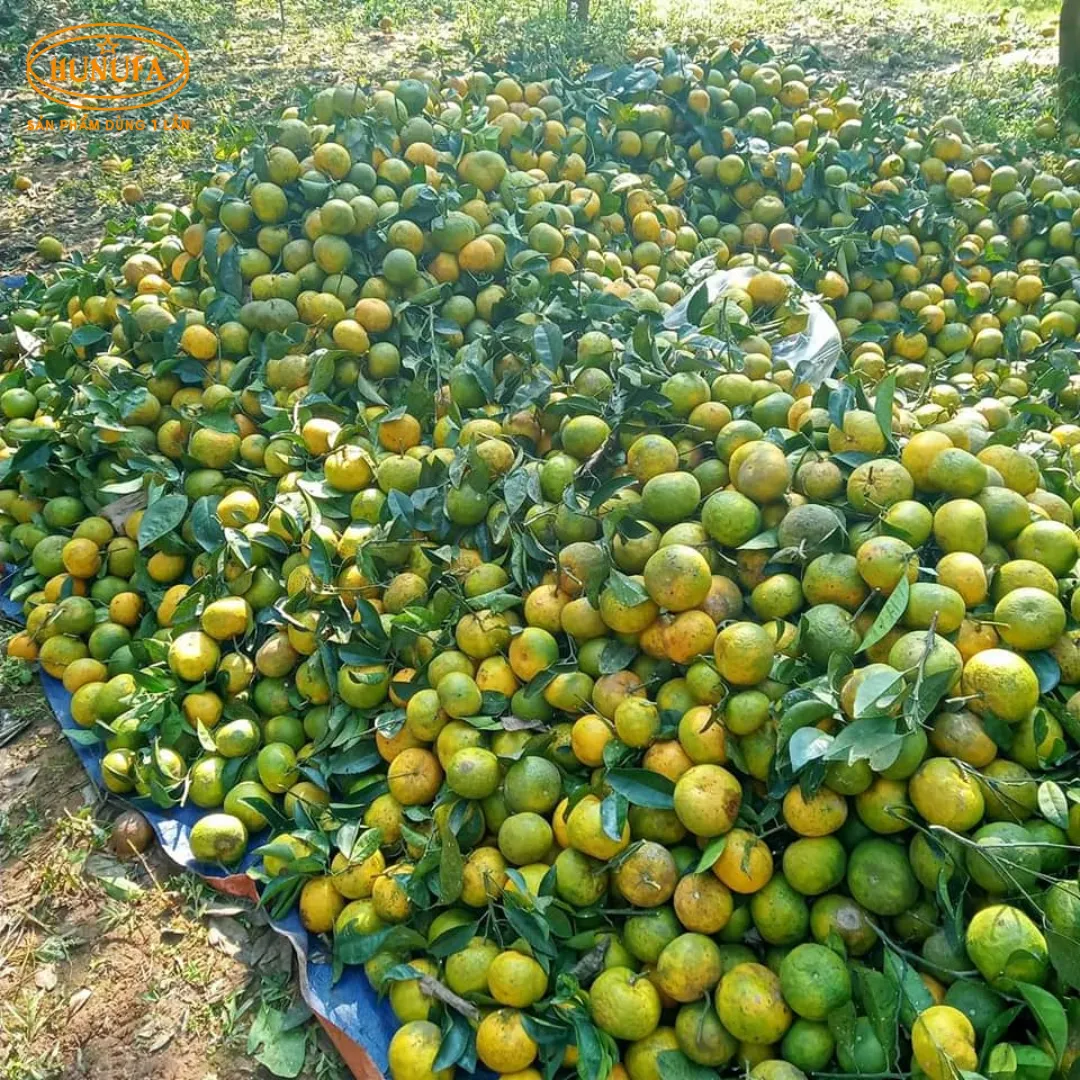 Vựa cam tươi ngon, cung cấp cam sỉ và lẻ, giá rẻ, đảm bảo chất lượng