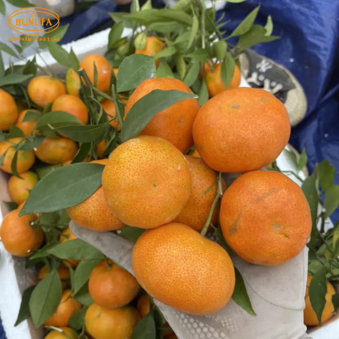 Vựa cam tươi ngon, cung cấp cam sỉ và lẻ, giá rẻ, đảm bảo chất lượng