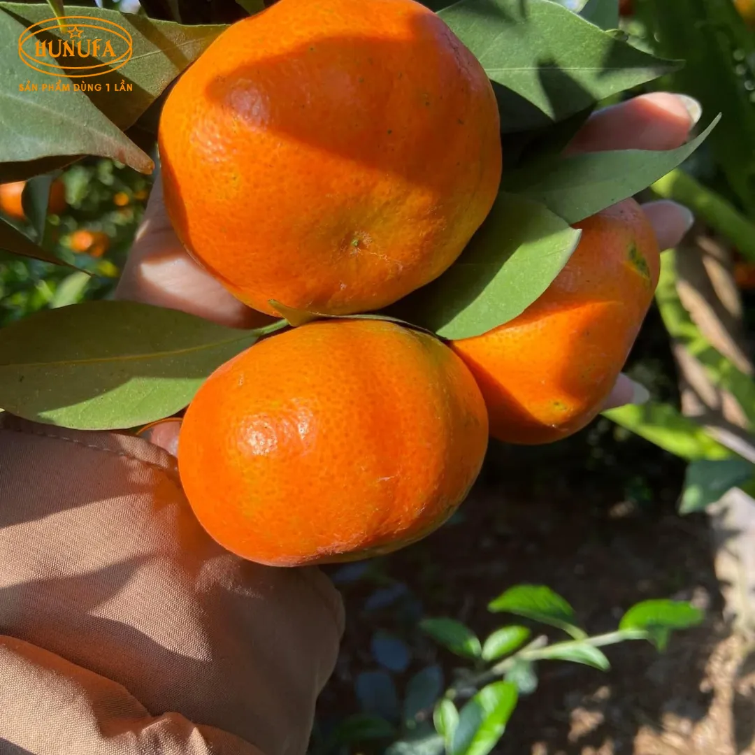 Vựa cam tươi ngon, cung cấp cam sỉ và lẻ, giá rẻ, đảm bảo chất lượng