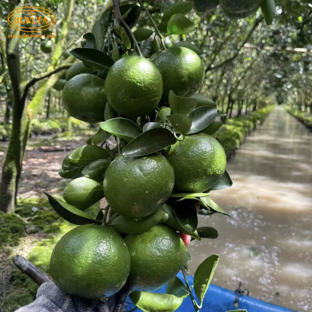 Vựa cam tươi ngon, cung cấp cam sỉ và lẻ, giá rẻ, đảm bảo chất lượng