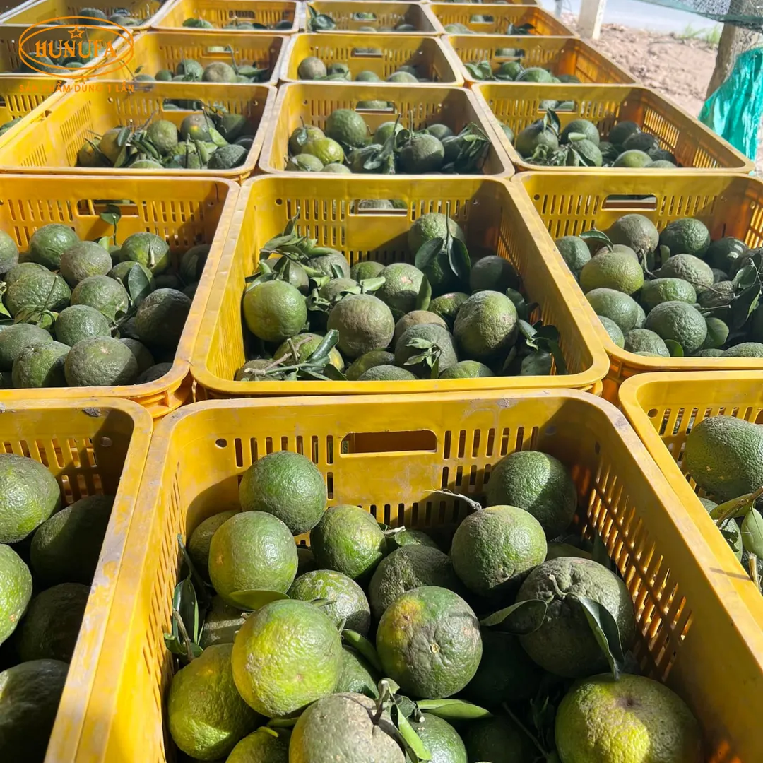 Vựa cam tươi ngon, cung cấp cam sỉ và lẻ, giá rẻ, đảm bảo chất lượng
