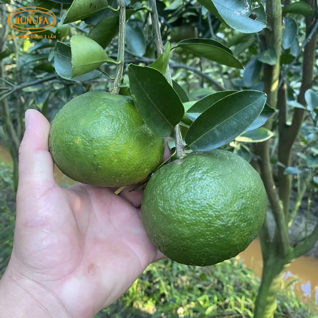 Vựa cam tươi ngon, cung cấp cam sỉ và lẻ, giá rẻ, đảm bảo chất lượng