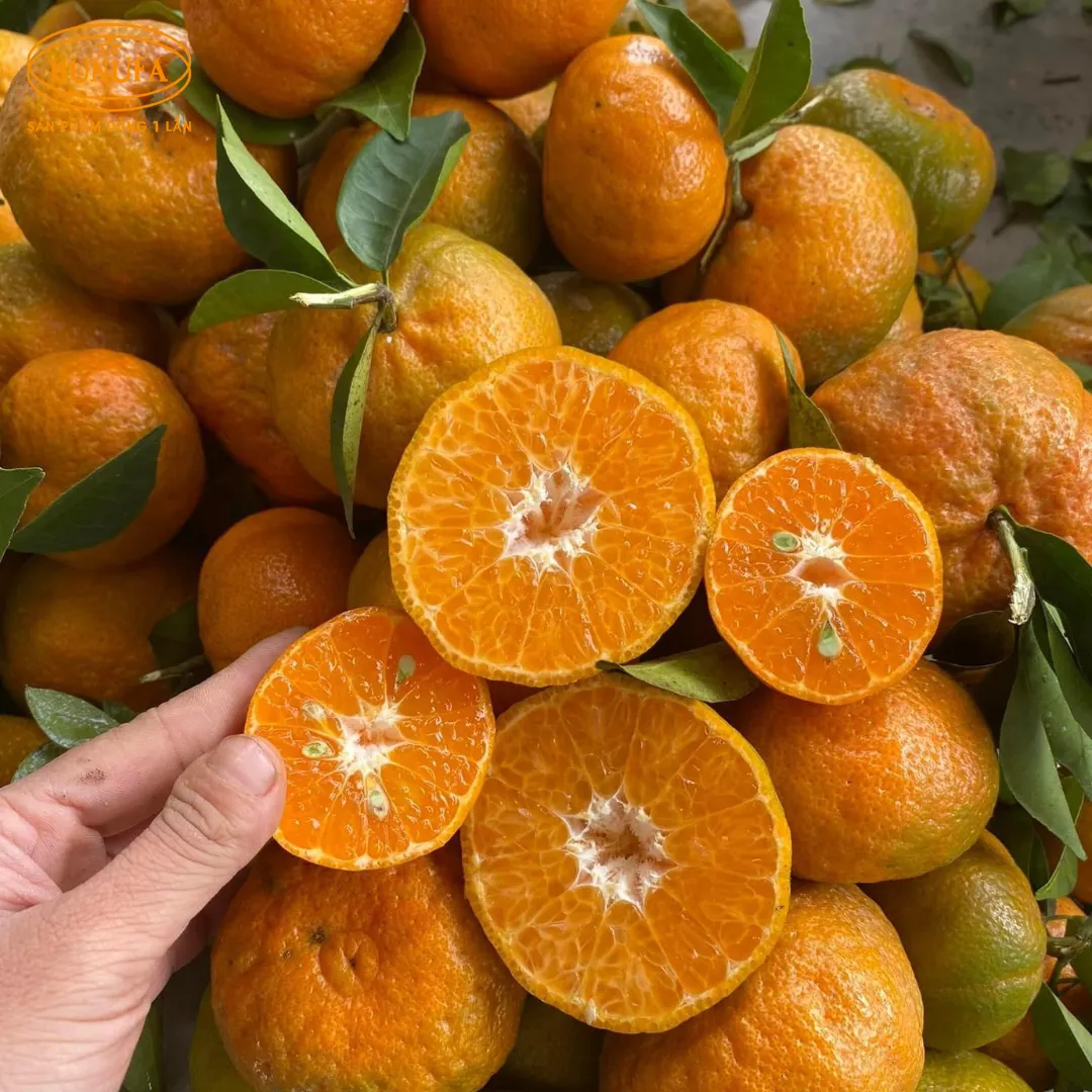 Vựa cam tươi ngon, cung cấp cam sỉ và lẻ, giá rẻ, đảm bảo chất lượng